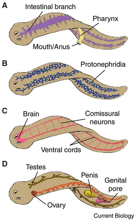 Planarian Anatomy