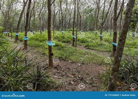 A Small Rubber Plantation in Kerala, India Stock Image - Image of ...