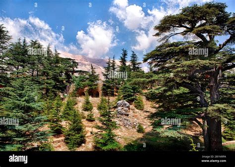 View of cedar forest and Lebanon Mountains above Bsharri (Bcharre) and ...