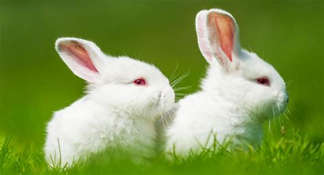 Why Do Some Rabbits Have Red Eyes