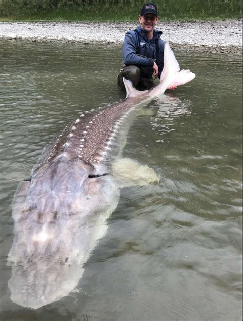 Giant 600-pound fish caught in British Columbia