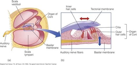 Anatomy- Histology of Cochlea Flashcards | Quizlet