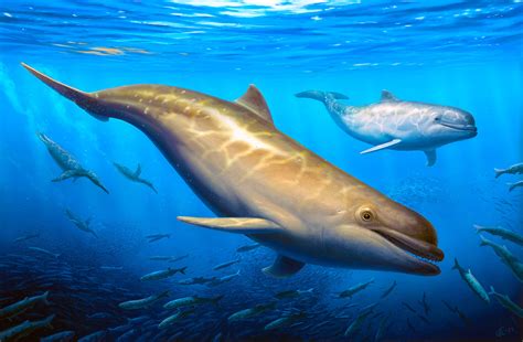 Newly-discovered species of toothed whale is the earliest ancestor of ...