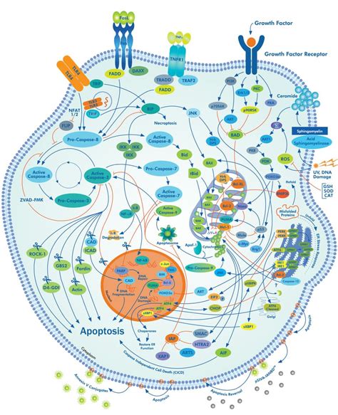 Apoptosis Signaling Interactive Pathway: Novus Biologicals