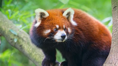 Red Panda | San Diego Zoo Animals & Plants