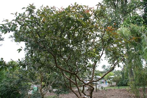 22 Different Guava Tree Varieties - ProGardenTips