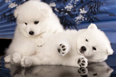 Meet the Japanese Spitz!