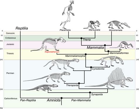 Mammal Forerunner that Reproduced Like a Reptile Sheds Light on Brain ...