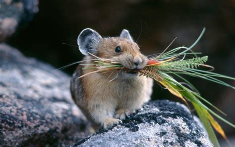 Cute little Pika mouse : r/aww