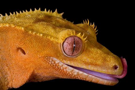 Crested Gecko Anatomy | The Crested Gecko from Head to Toe