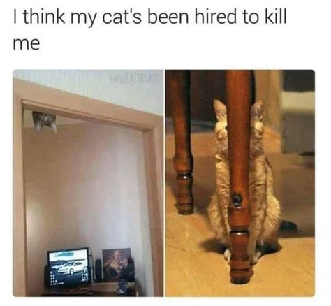 28 Random Cat Memes That May Provide The Perfect Distraction We All ...