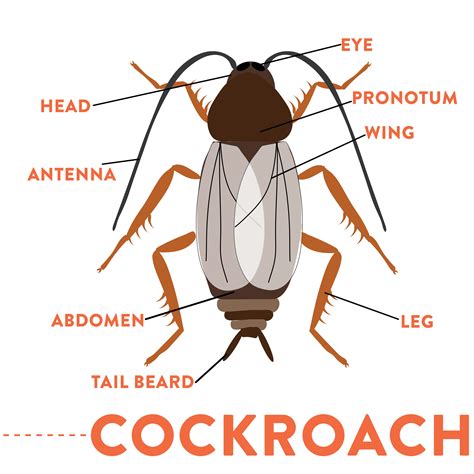 Cockroach Anatomy Diagram