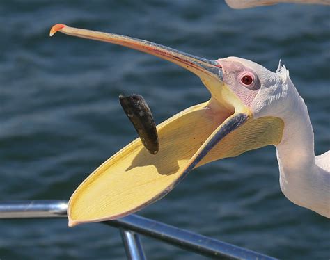 Great White Pelican (Pelecanus onocrotalus) - a photo on Flickriver