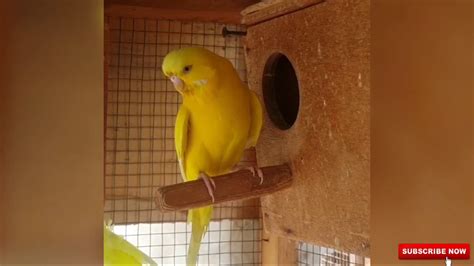 Budgie yellow Colour Types home breeding cage - YouTube