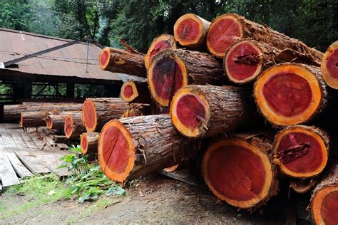 Redwood Logs 1 | A stack of Redwood logs wait to enter the s… | Flickr