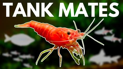 7 BEST Shrimp Tank Mates You Need to Try - YouTube