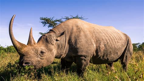 Hopeful Increase of Black Rhino Population in Africa - EcoWatch