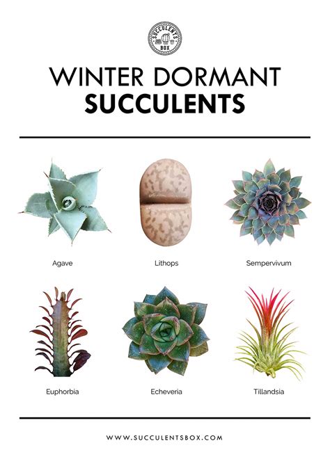 Types Of Succulents Plants, Propagating Succulents, Growing Succulents ...