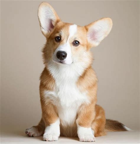 Chó Corgi Con – 003 - Trại Chó Hoàng Dũng Củ Chi HCM