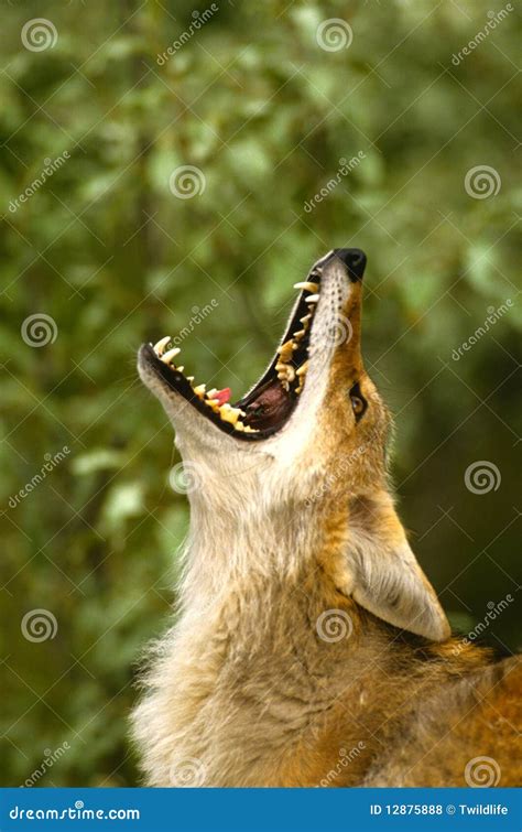 Howling Coyote Royalty Free Stock Photos - Image: 12875888