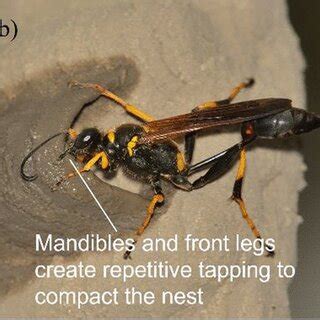 (a) A mud dauber forms wet soil into a soil ball for nest construction ...