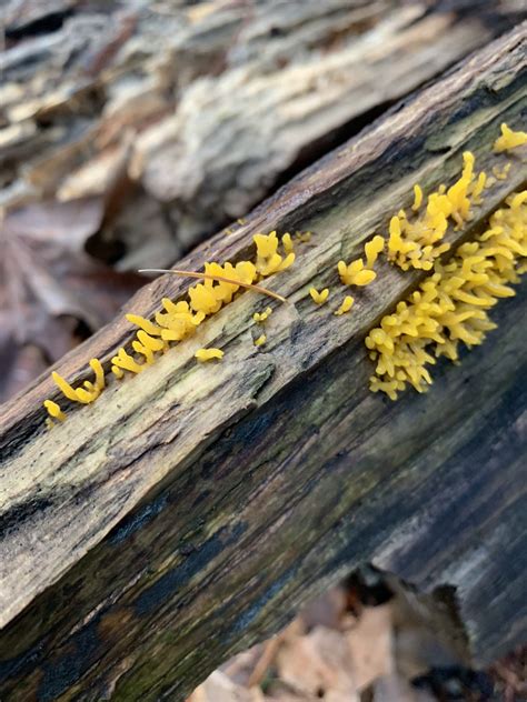 Yellow fungus growing on a log – Fungi Lab