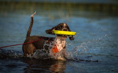 A Dog Playing Fetch on Water · Free Stock Photo