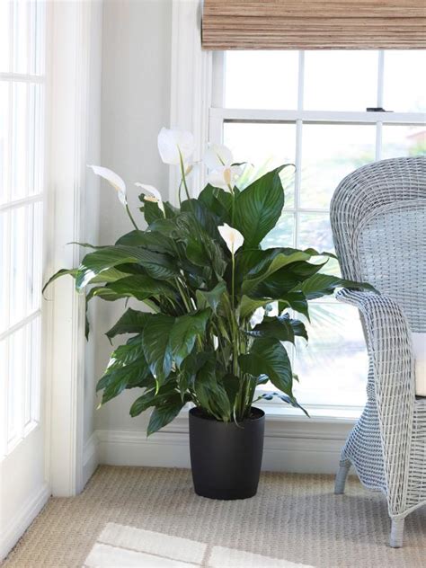 30 Low-Light Indoor Plants | Best Houseplants for Shade | HGTV