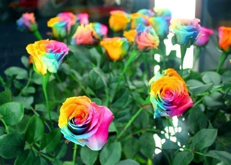 Rare Holland Rainbow Rose Bush seeds. Shipping from USA! | Rainbow ...