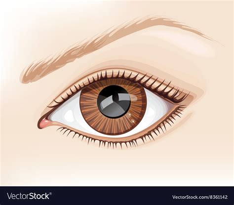 Graphic of a Brown Eye Royalty Free Vector Image