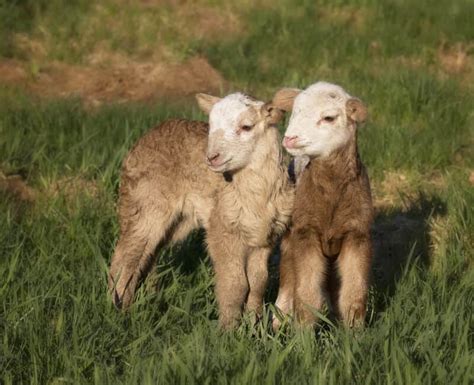 Katahdin Sheep: Low-Maintenance Meat and Milk Producer