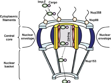 Schematic representation of the structure of a nuclear pore complex ...