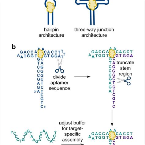 (a) In contrast to the more typical hairpin aptamer structure, we ...