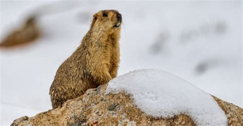 Marmot Vs Groundhog: 6 Differences Explained | Next.js Blog Example ...