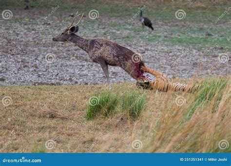 A Royal Bengal Tiger Hunting a Sambar Dear in Ranthambore National Park ...