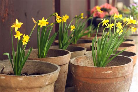 Discover the Beauty of Narcissus in our Rooftop Garden