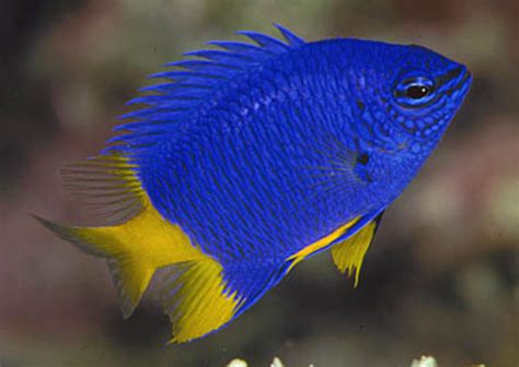 Blue Damselfish (Chrysiptera cyanea) - Branson's Wild World