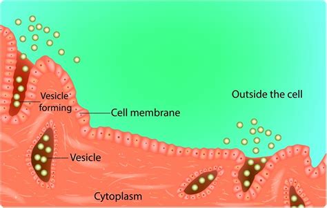 Clathrin-mediated Endocytosis