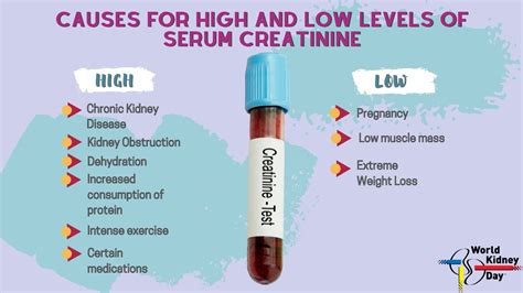 Revocación depositar Celo serum creatinine Párrafo Cariñoso Excretar