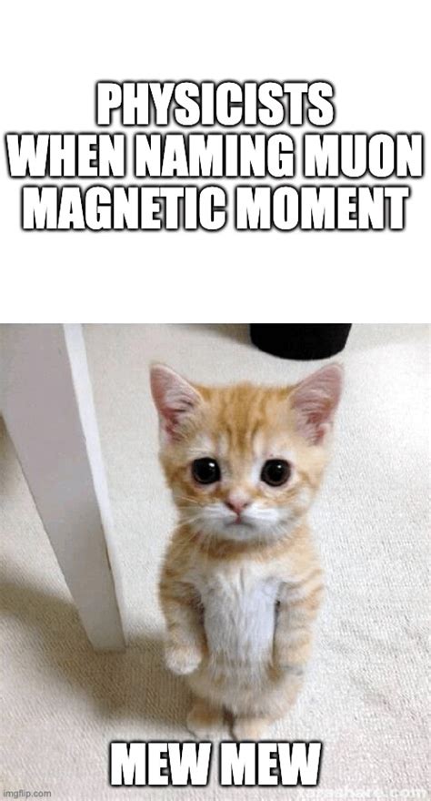 Cat. : r/physicsmemes