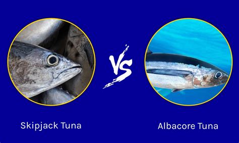 Skipjack Tuna vs Albacore Tuna: 6 Key Differences - A-Z Animals