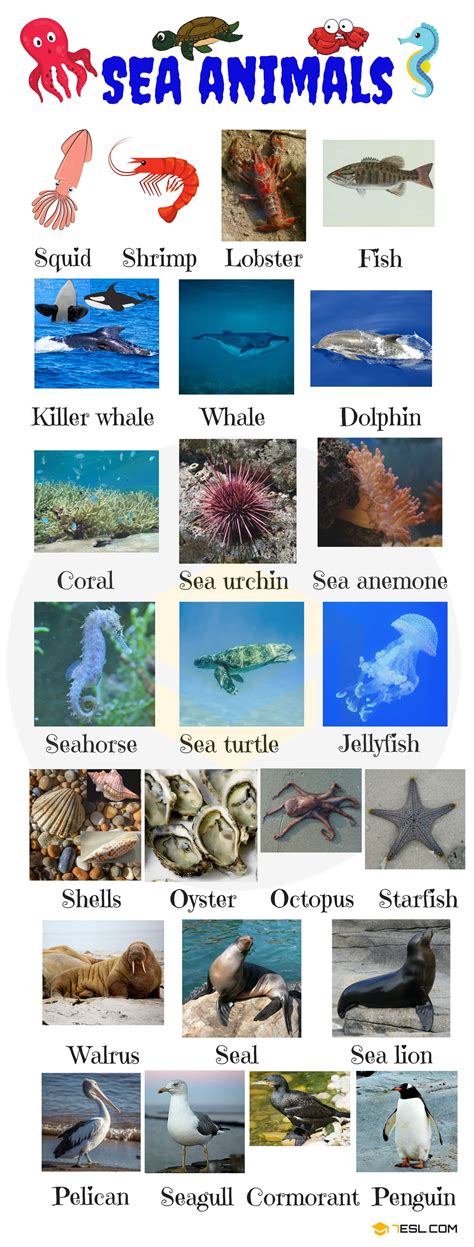 Marine Water Animals List