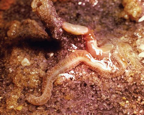 Acorn worm | Marine Invertebrate, Tube-Dwelling, Filter Feeder | Britannica