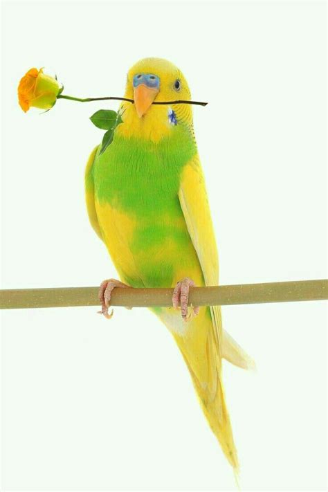 10 surprising facts about budgies parrot you didn t know – Artofit