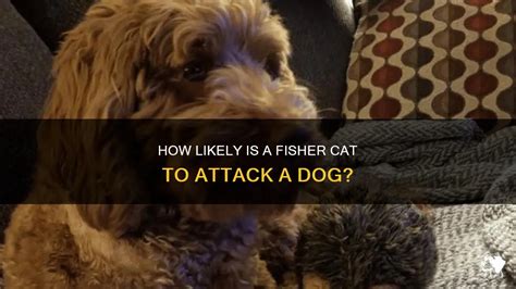 How Likely Is A Fisher Cat To Attack A Dog? | PetShun