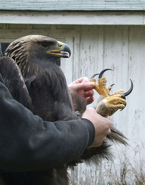 Golden Eagle Talons • /r/pics | Animals beautiful, Animals wild, Pet birds