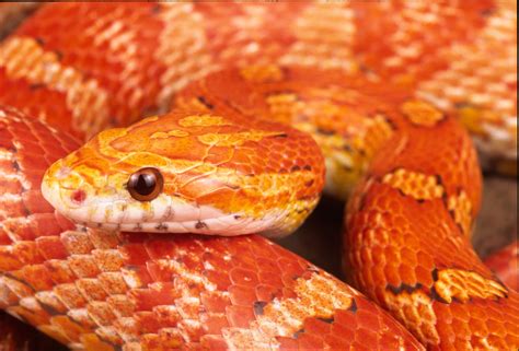 Info-Junction Blog: Corn Snake