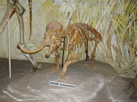 Palaeoloxodon - Dinopedia - the free dinosaur encyclopedia