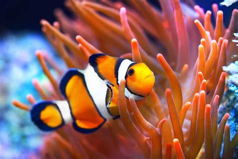 21 Types of Colorful and Bold Clownfish - A-Z Animals