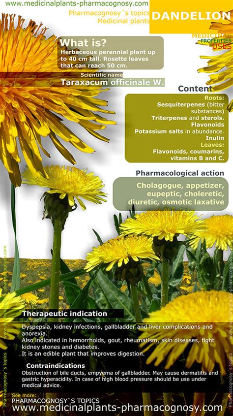 Dandelion benefits. Infographic - Pharmacognosy - Medicinal Plants